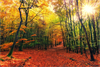 Bild zeigt Herbstwald